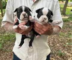 4 sweet Boston terrier puppies available