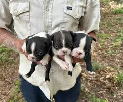 4 sweet Boston terrier puppies available - 2
