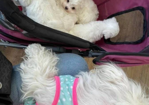 Beautiful Maltese Bichon Babies