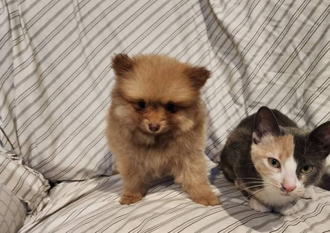 Purebred Pomeranians