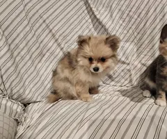 Purebred Pomeranians
