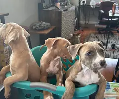 3 female pitbull puppies need a loving home