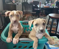 3 female pitbull puppies need a loving home