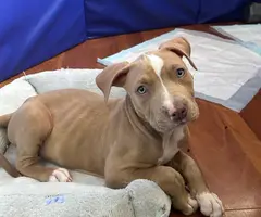 3 female pitbull puppies need a loving home