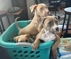 3 female pitbull puppies need a loving home