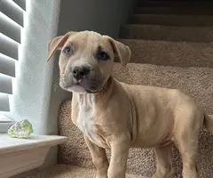 3 female pitbull puppies need a loving home