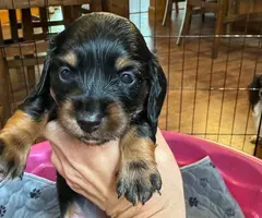 Long-haired dachsund pups