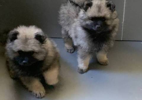 3 AKC registered Keeshond puppies for sale
