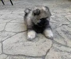 3 AKC registered Keeshond puppies for sale - 2