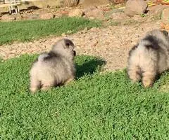 3 AKC registered Keeshond puppies for sale - 3