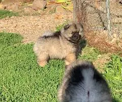 3 AKC registered Keeshond puppies for sale - 4