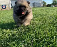 3 AKC registered Keeshond puppies for sale - 5