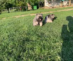 3 AKC registered Keeshond puppies for sale - 6