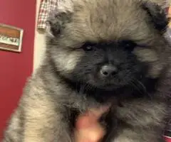 3 AKC registered Keeshond puppies for sale - 7