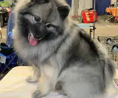3 AKC registered Keeshond puppies for sale - 8