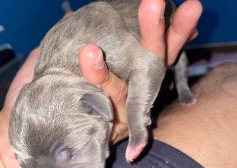 American Staffordshire puppies
