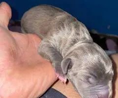American Staffordshire puppies - 5