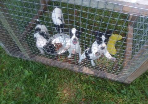 4 girl rat terrier puppies