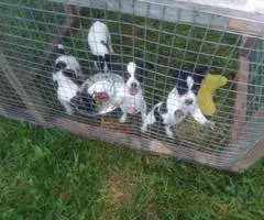 4 girl rat terrier puppies