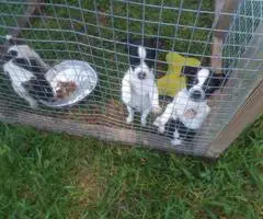 4 girl rat terrier puppies - 2