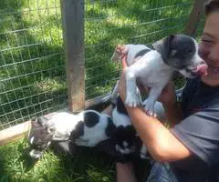 4 girl rat terrier puppies - 3