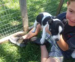 4 girl rat terrier puppies - 4