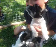 4 girl rat terrier puppies - 5
