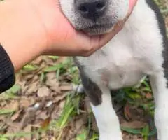 2 boy Pitbull cross puppies for adoption - 1