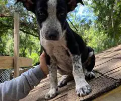 2 boy Pitbull cross puppies for adoption - 2