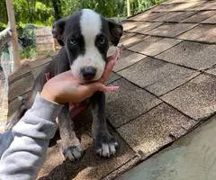2 boy Pitbull cross puppies for adoption - 3