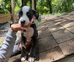 2 boy Pitbull cross puppies for adoption - 4