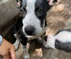2 boy Pitbull cross puppies for adoption - 5