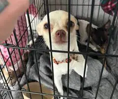 2 green eyed Chihuahua puppies