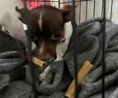 2 green eyed Chihuahua puppies