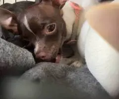 2 green eyed Chihuahua puppies