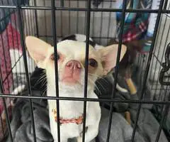 2 green eyed Chihuahua puppies