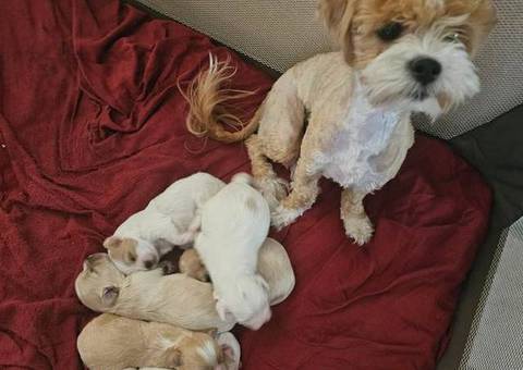4 Havanese x Poodle babies left