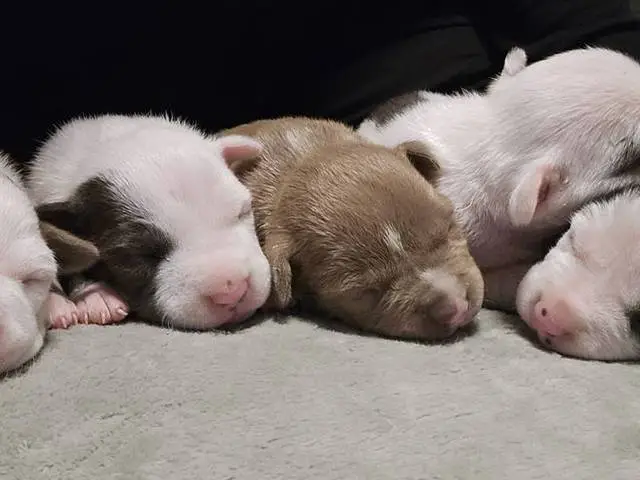 5 little Pitbull puppies looking for home