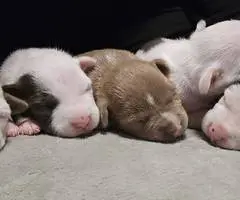 5 little Pitbull puppies looking for home