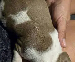 5 little Pitbull puppies looking for home