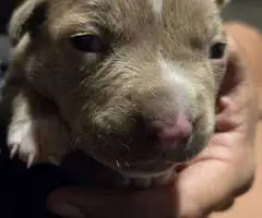 5 little Pitbull puppies looking for home