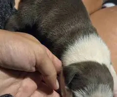 5 little Pitbull puppies looking for home