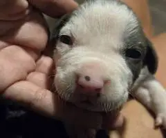 5 little Pitbull puppies looking for home