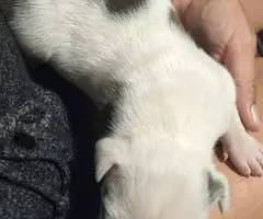 5 little Pitbull puppies looking for home