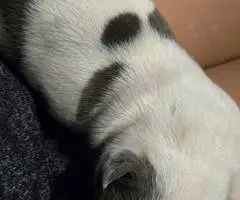 5 little Pitbull puppies looking for home