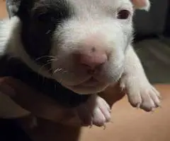 5 little Pitbull puppies looking for home