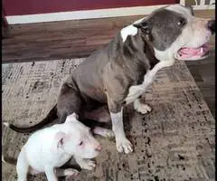 5 little Pitbull puppies looking for home