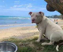 5 little Pitbull puppies looking for home