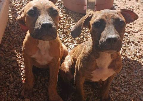 Presa Canario XL bully puppies