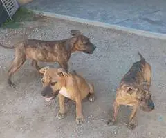 Presa Canario XL bully puppies - 2